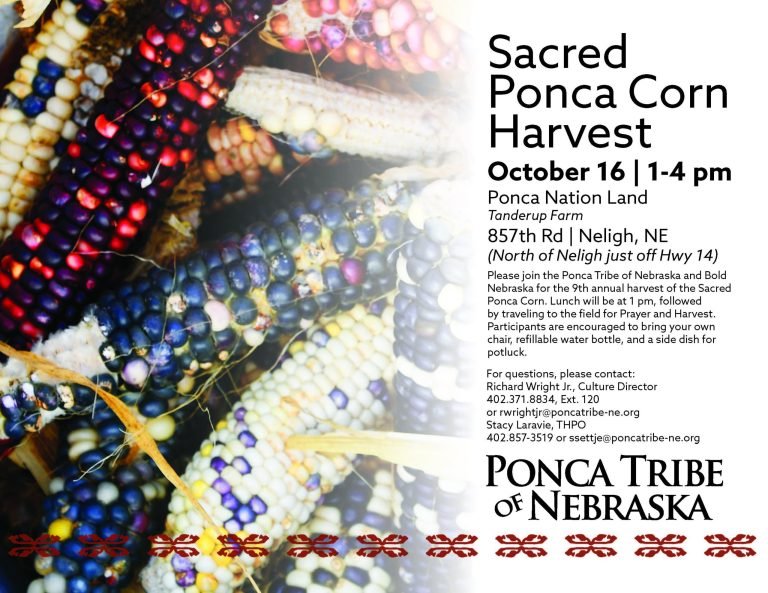 Sacred Ponca Corn Harvest