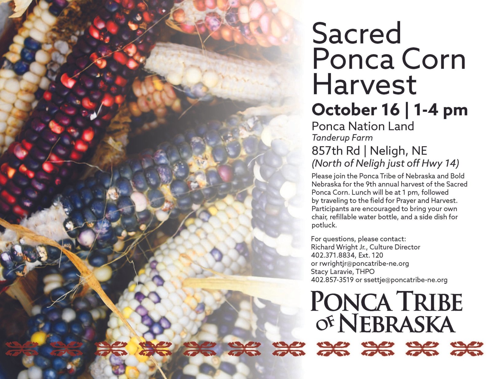 Sacred Ponca Corn Harvest