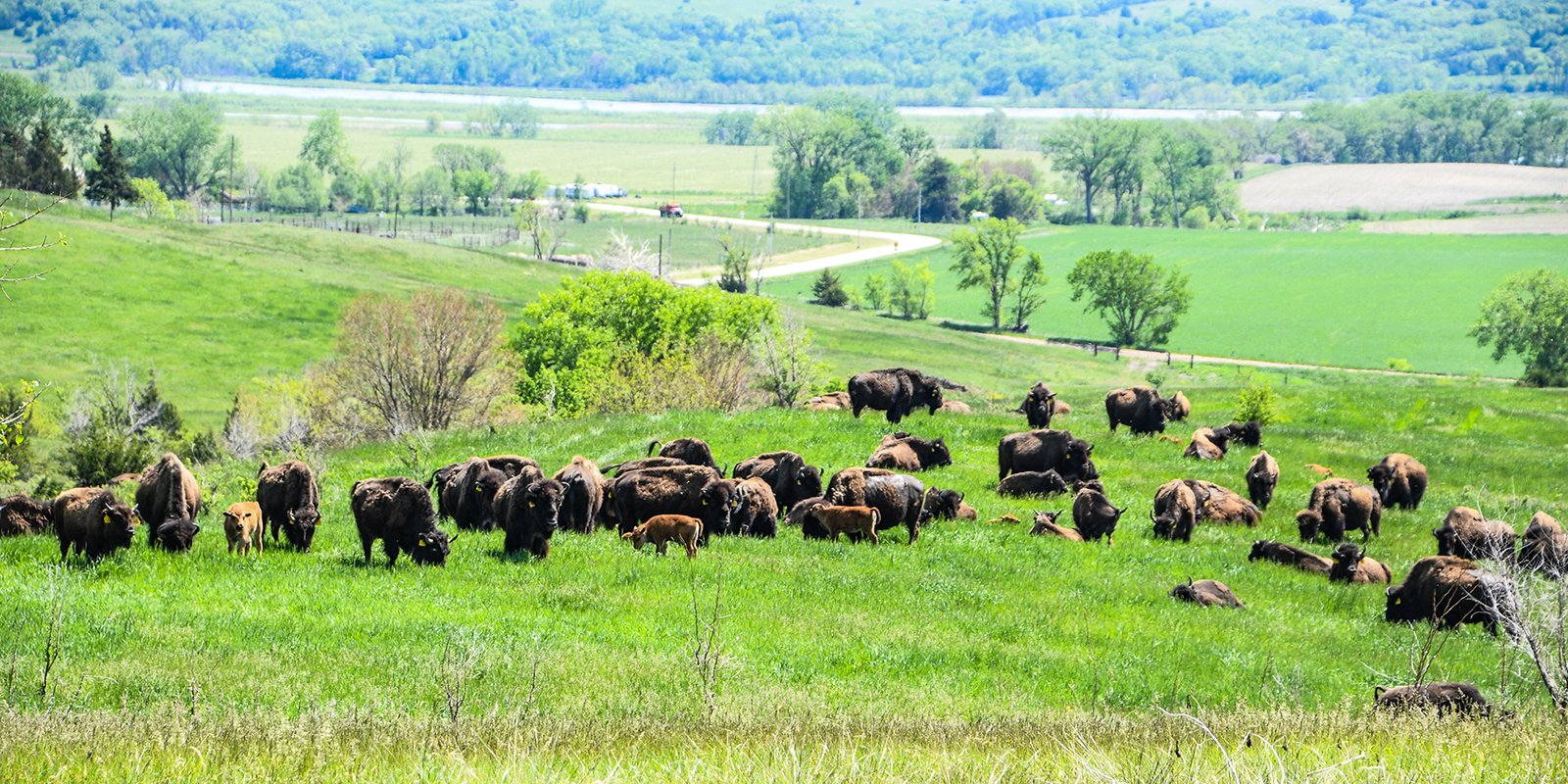 Ponca Tribe of Nebraska Awarded $4.8 Million Federal Grant to Build Buffalo Processing Facility