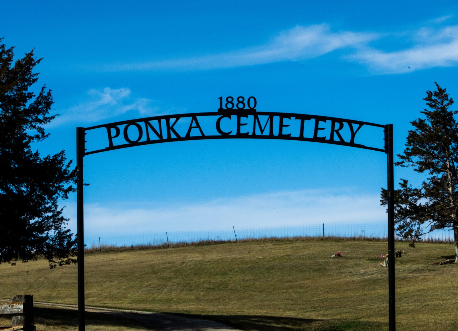 Bison roaming the grassy fields of the Ponca homelands