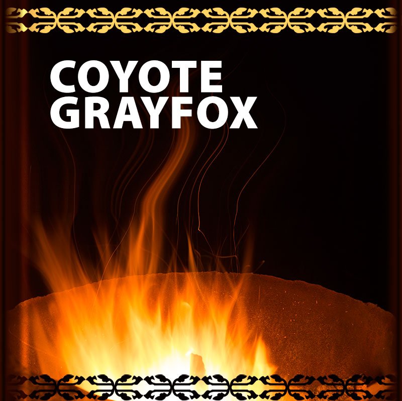 The Coyote and the Gray Fox
